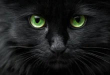 gattino nero misterioso