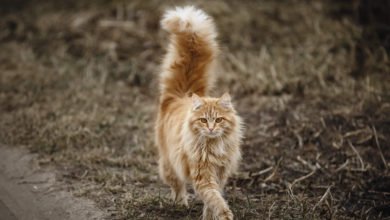 Come interpretare i movimenti della coda in un gatto