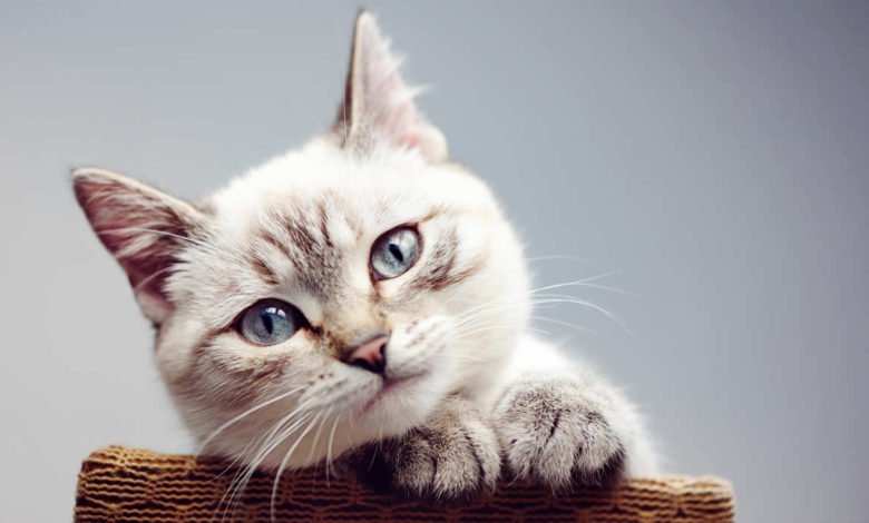 nomi gatti femmine