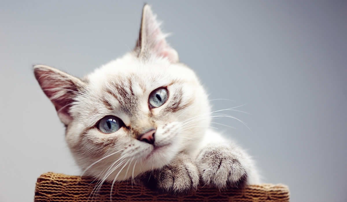 nomi gatti femmine