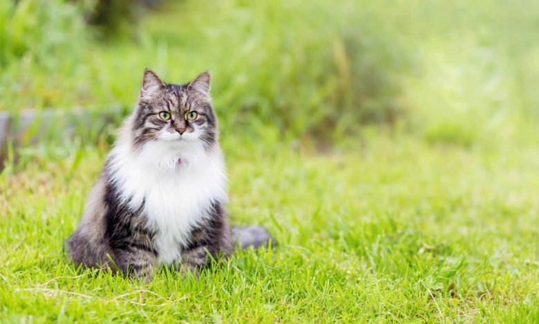 Lista di nomi elfici per i gatti ispirati a Tolkien