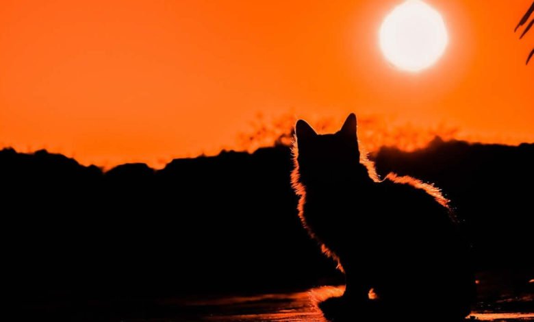 Lista di nomi mitologici da dare a un gatto