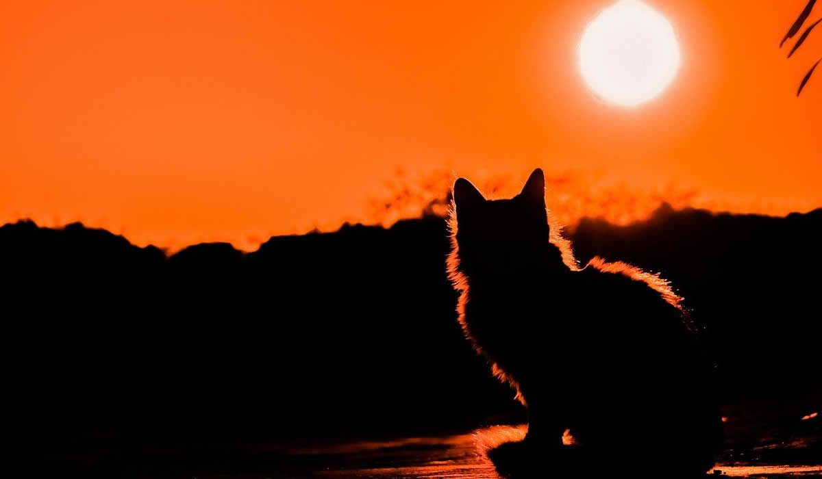 Lista di nomi mitologici da dare a un gatto