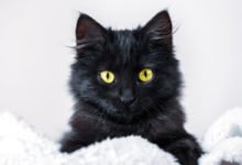 Suggerimenti curiosi e originali per nomi di gatti neri