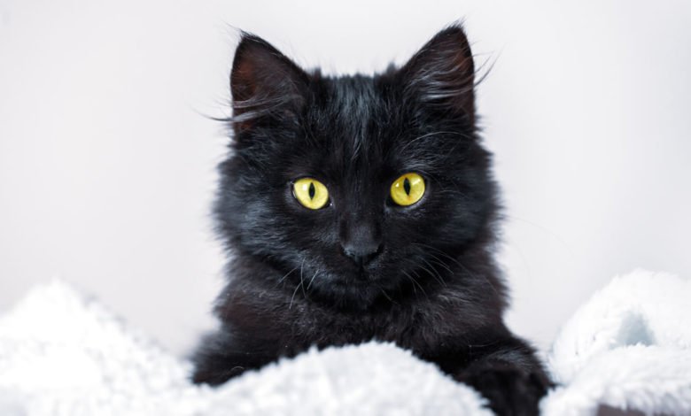 Suggerimenti curiosi e originali per nomi di gatti neri