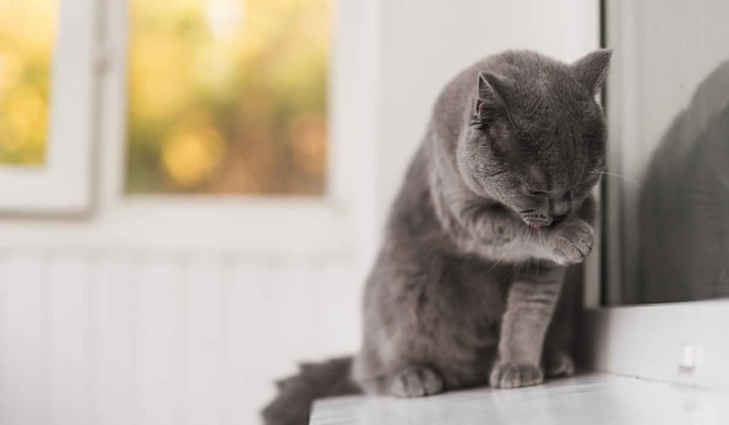Come pulire le orecchie al gatto Gattolicesimo