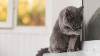 Consigli su come pulire le orecchie al gatto