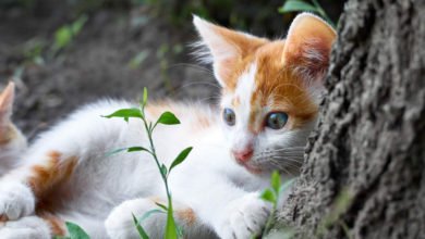 Capire i gatti dal linguaggio del corpo