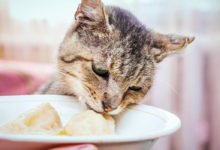 Consigli utili per chi vuole far seguire al gatto la dieta BARF