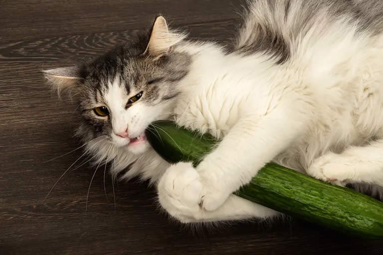 Cosa dice il comportamentista sulla questione gatti e cetrioli