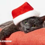 gatto natalizio immagini