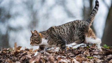 Consigli per addomesticare un gattino selvatico