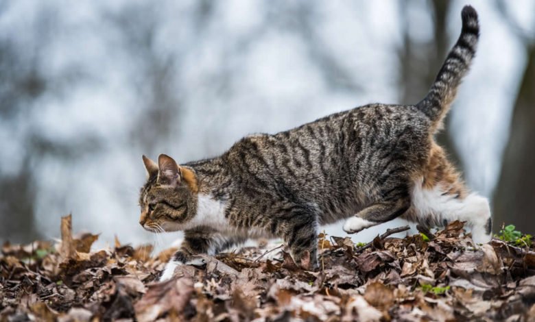 Consigli per addomesticare un gattino selvatico