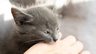 Cosa fare di fronte a un gatto aggressivo o nervoso