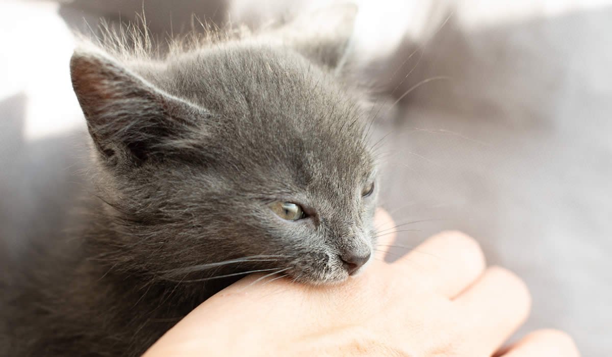 Cosa fare di fronte a un gatto aggressivo o nervoso