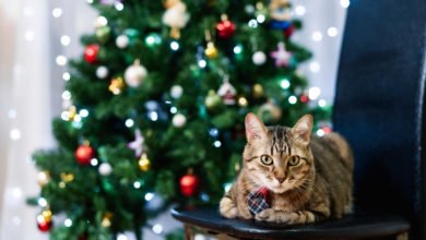Come fare l'albero di Natale in una casa dove vive un gatto