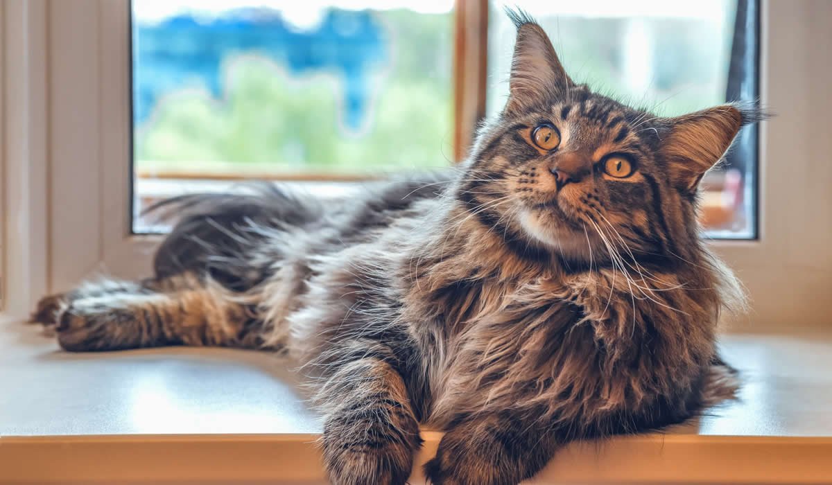 Il Maine Coon esempio perfetto di gatto gigante