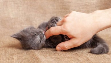 come capire se un gatto è maschio o femmina