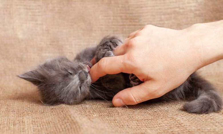 come capire se un gatto è maschio o femmina
