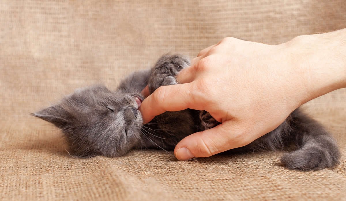 come capire se un gatto è maschio o femmina
