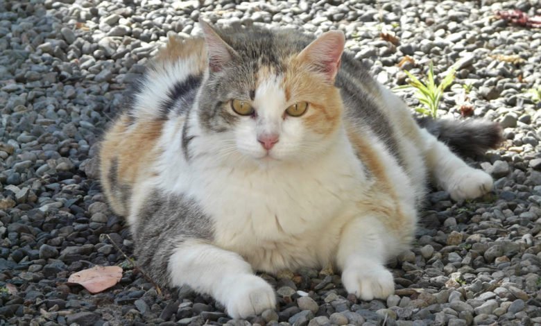 Il gatto è sovrappeso e deve fare la dieta