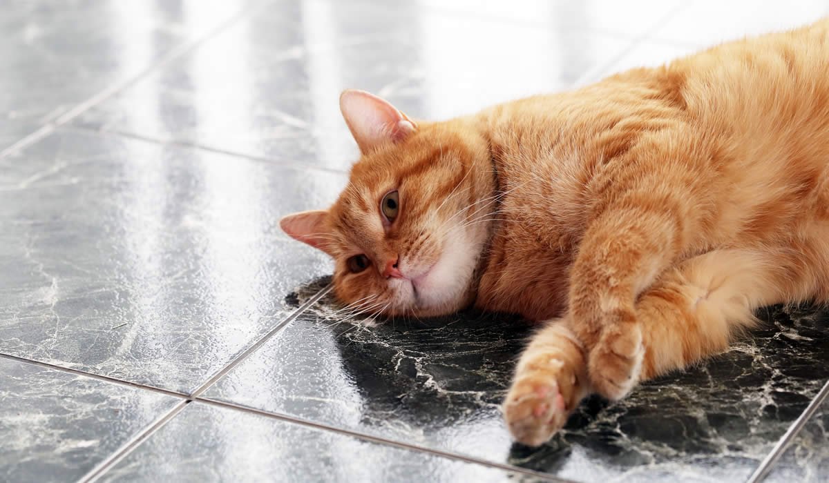 come aiutare i gattini in calore