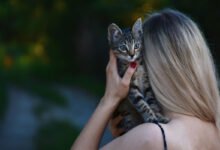 Tra mito e storia: le tante vite dei gatti